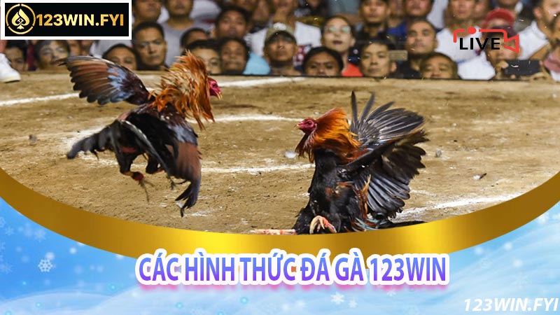 Các hình thức và luật đá gà tại nhà cái 123win