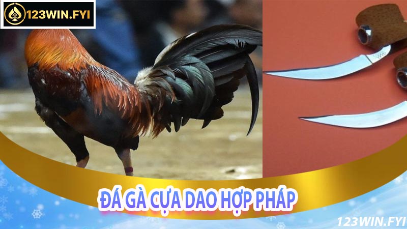 Đá Gà Cựa Dao Thực Tế Hợp Pháp Hay Phi Pháp?