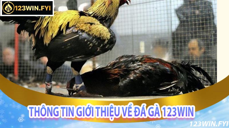 Thông tin giới thiệu về đá gà 123win